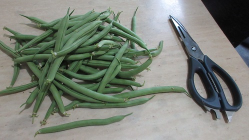 Name:  first green bean collection of 2022.jpg
Views: 120
Size:  71.1 KB
