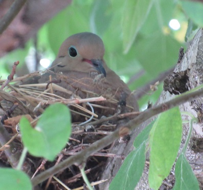 Name:  Look who is nesting in our apple tree.jpg
Views: 91
Size:  70.6 KB