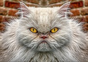 Name:  Sour puss cat.jpg
Views: 61
Size:  18.8 KB
