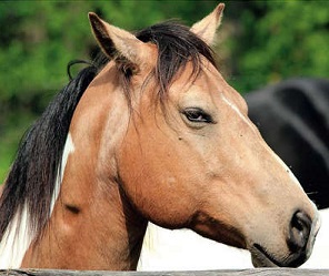 Name:  horse side eye smaller.jpg
Views: 61
Size:  33.0 KB