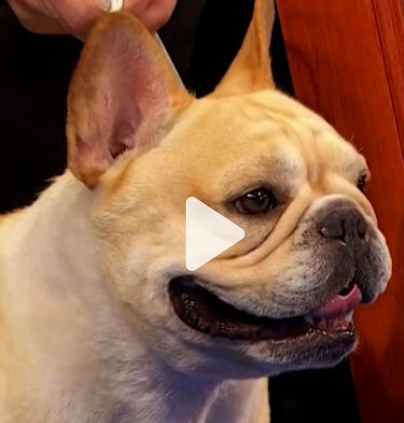 Name:  french bulldog best in show.png
Views: 99
Size:  261.9 KB