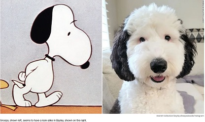 Name:  Will the Real Snoopy please stand up.jpg
Views: 76
Size:  39.7 KB