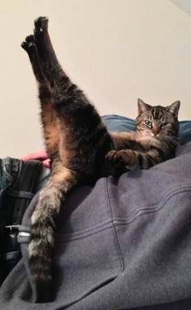 Name:  lR25JwV-Cats-Show-Their-Humans-Whos-Boss-in-These-Priceless-Photos-cat-doing-yoga.jpeg.pro-cmg.jpg
Views: 88
Size:  35.8 KB