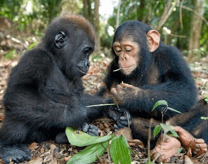 Name:  gorilla and chimp rendevous.jpg
Views: 183
Size:  65.8 KB