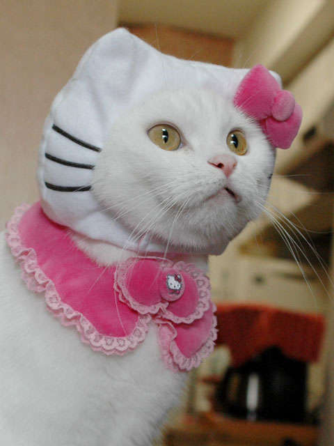 The Best Halloween Costume For a Pet = Hello Kitty