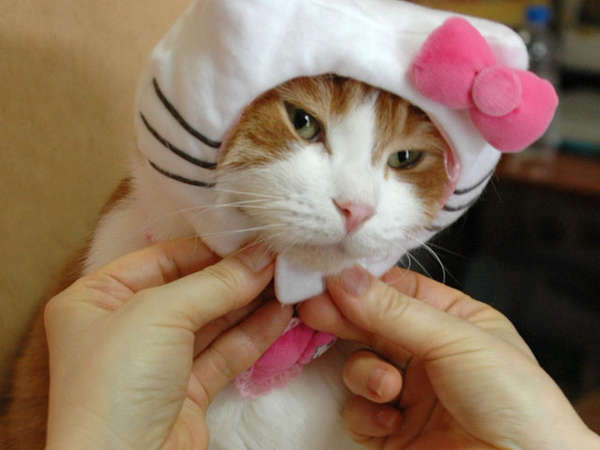 The Best Halloween Costume For a Pet = Hello Kitty