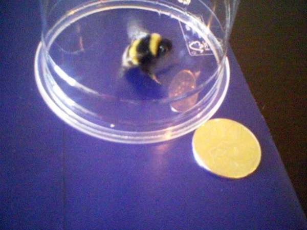 Name:  bumblebee.jpg
Views: 248
Size:  25.5 KB