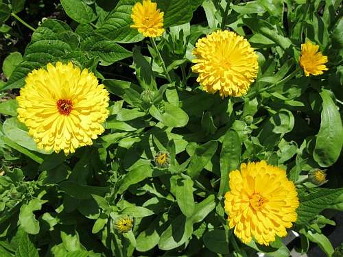 Name:  calendula.jpg
Views: 307
Size:  40.9 KB