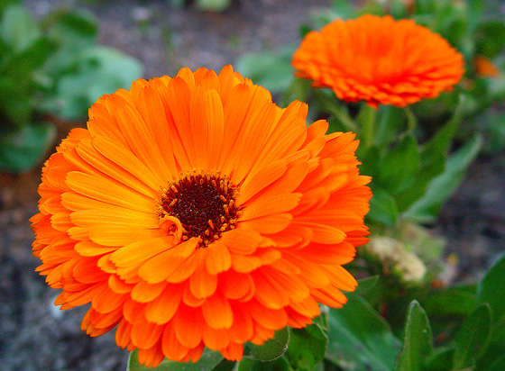 Name:  calendula.jpg
Views: 438
Size:  36.4 KB