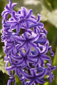 Name:  hyacinth-1.jpg
Views: 191
Size:  19.4 KB