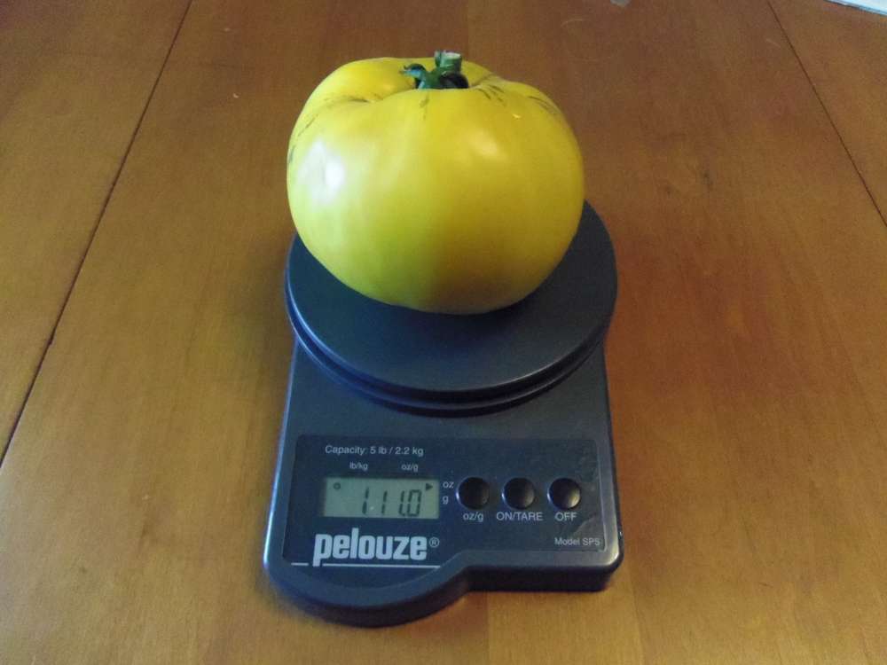 Name:  Great White tomato.jpg
Views: 231
Size:  37.8 KB