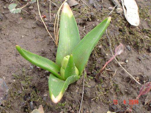 Name:  Bulb who.JPG
Views: 174
Size:  55.7 KB
