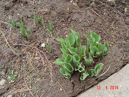 Name:  Daffodils.JPG
Views: 186
Size:  75.9 KB