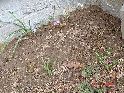 Name:  Spider grass & scillia & crocus 2.JPG
Views: 172
Size:  58.9 KB