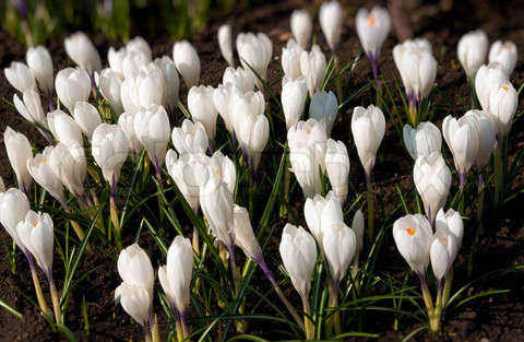 Name:  1762320-926035-spring-holiday-white-crocus-flowers.jpg
Views: 907
Size:  48.2 KB