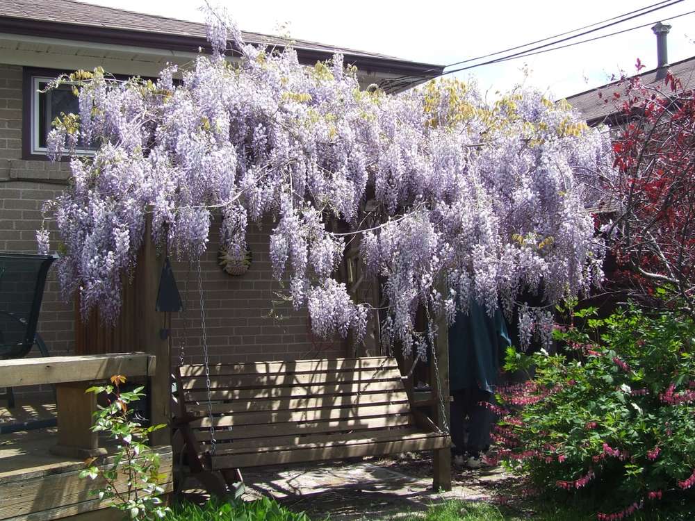 Name:  yard 11.jpg
Views: 154
Size:  151.1 KB
