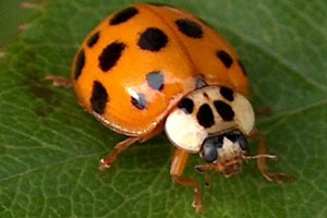 Name:  asian_lady_beetle.jpg
Views: 201
Size:  15.9 KB