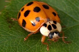 Name:  asian_lady_beetle.jpg
Views: 240
Size:  15.9 KB