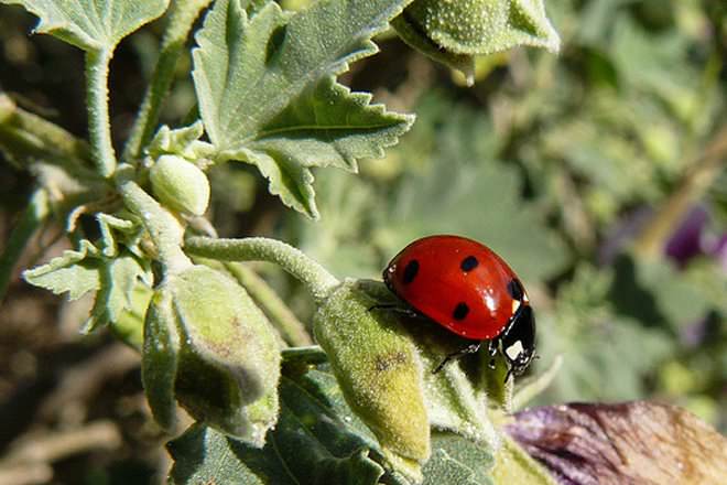 Name:  Ladybug-1.jpg
Views: 181
Size:  41.4 KB