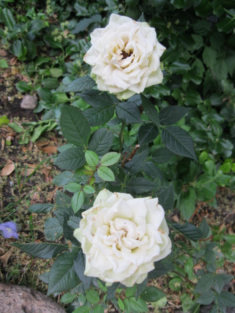 Name:  roses.JPG
Views: 247
Size:  129.1 KB