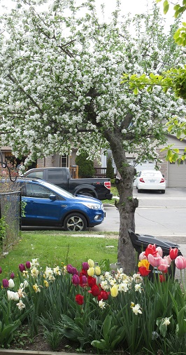 Name:  apple blossoms.jpg
Views: 265
Size:  113.5 KB