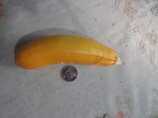 Name:  Our first yellow zucchini for 2023.jpg
Views: 119
Size:  71.0 KB