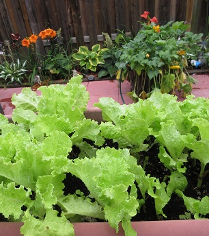 Name:  lettuce up front.jpg
Views: 90
Size:  83.2 KB