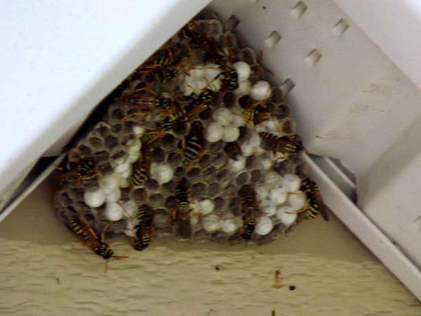 Name:  wasps.JPG
Views: 146
Size:  30.5 KB