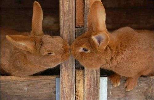 Name:  bunny-kisses.jpg
Views: 107
Size:  21.3 KB