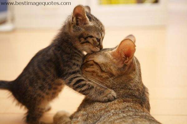 Name:  Cute-Cat-Happy-Mothers-Day-Special-Picture.jpg
Views: 233
Size:  23.5 KB