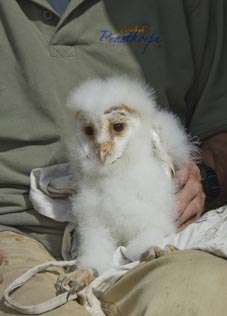 Name:  pensthorpe-owlet.JPG
Views: 180
Size:  11.9 KB