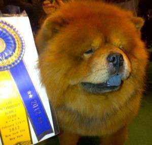 Name:  2012-Westminster-Dog-Show-Martha-Stewart-Chow-Chow-wins-Best-of-Breed-300x288.jpg
Views: 1096
Size:  10.5 KB