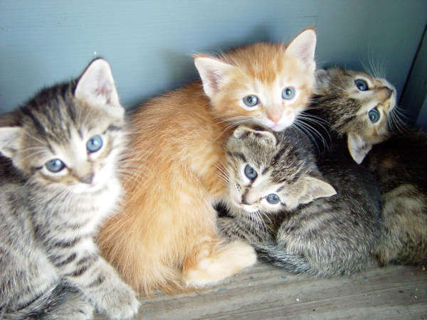 Name:  kitties.jpg
Views: 408
Size:  49.5 KB