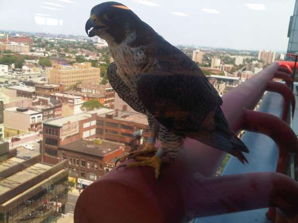 Name:  falcon.jpg
Views: 165
Size:  28.4 KB