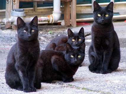 Name:  I+see+black+cats+everywhere+%u002525288%2529.jpg
Views: 282
Size:  24.8 KB