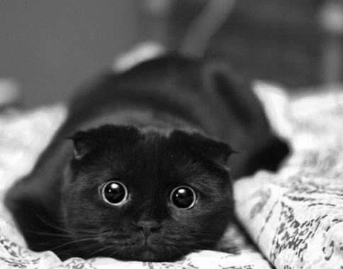 Name:  adorable-awesome-big-black-cat-cute-Favim.com-95941.jpg
Views: 157
Size:  14.0 KB