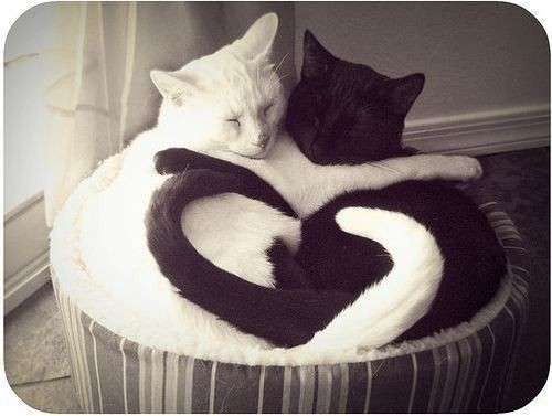 Name:  black-cats-cute-heart-hug-Favim.com-456007.jpg
Views: 185
Size:  22.2 KB