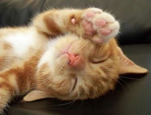 Name:  cute-kitten-sleeping.jpg
Views: 164
Size:  16.8 KB
