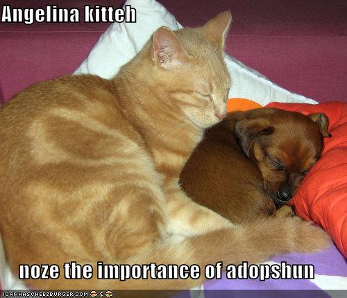 Name:  funny-pictures-angelina-jolie-cat-dog-sleeping.jpg
Views: 295
Size:  42.8 KB