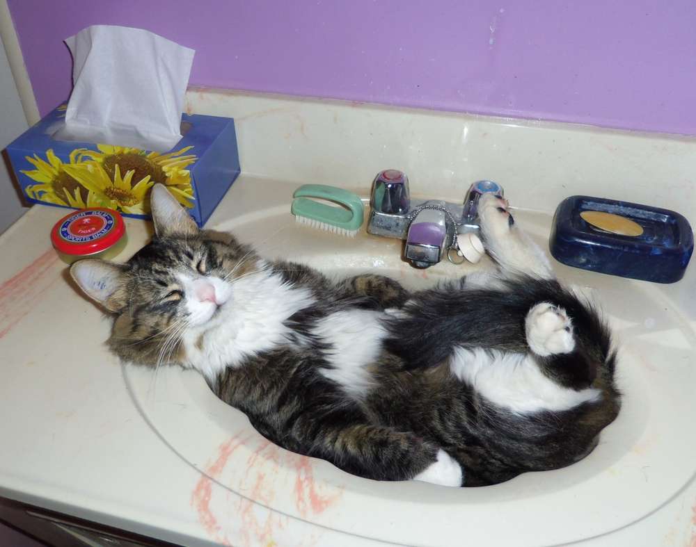 Name:  Tabby in the sink Dec 2012.jpg
Views: 220
Size:  58.9 KB