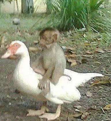 Name:  duck-and-monkey-2.jpg
Views: 85
Size:  30.3 KB