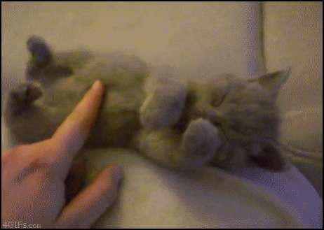 Name:  funny-animated-gifs-sleepy-kitten.jpg
Views: 155
Size:  10.7 KB