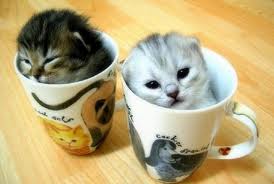 Name:  kittens in cups.jpeg
Views: 147
Size:  7.5 KB