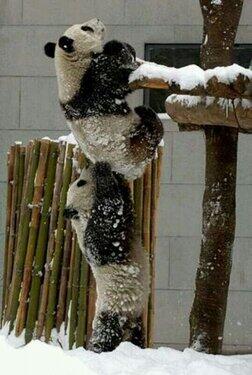 Name:  pandas helping each other.jpeg
Views: 167
Size:  22.7 KB