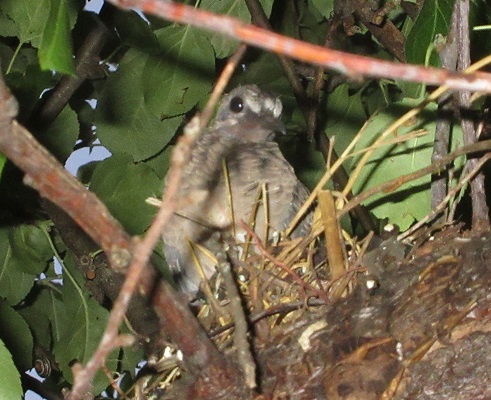 Name:  Mourning Dove baby number two.jpg
Views: 152
Size:  114.3 KB
