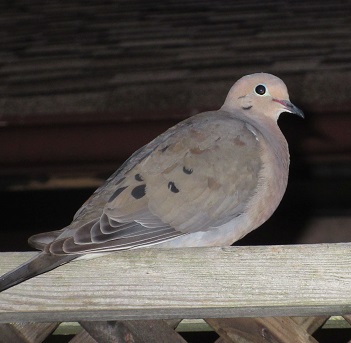 Name:  Mama Mourning Dove calling her babies.jpg
Views: 129
Size:  54.4 KB