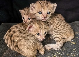 Name:  sand cats born at N. Carolina Zoo redone.jpg
Views: 52
Size:  29.5 KB