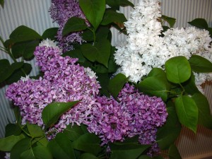Name:  Purple-and-White-Lilac-300x225.jpg
Views: 437
Size:  29.3 KB