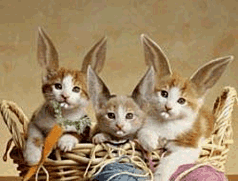 Name:  moving-animated-Easter-kitty-cats-bunny-ear-kittens.gif
Views: 456
Size:  33.0 KB
