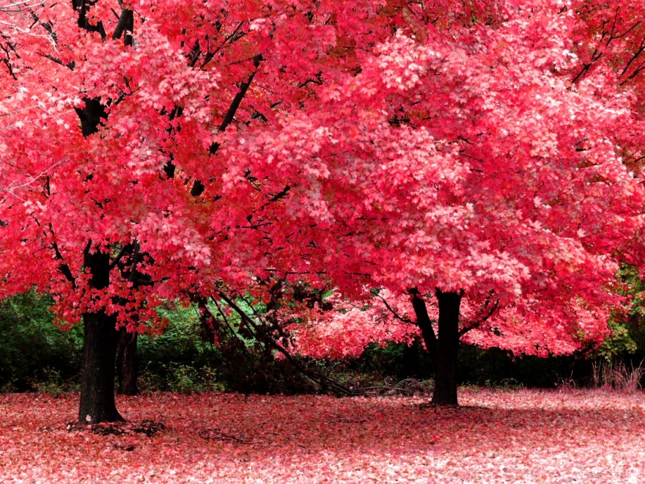 Name:  pink-trees-wallpapers_19013_1152x864.jpg
Views: 244
Size:  418.4 KB